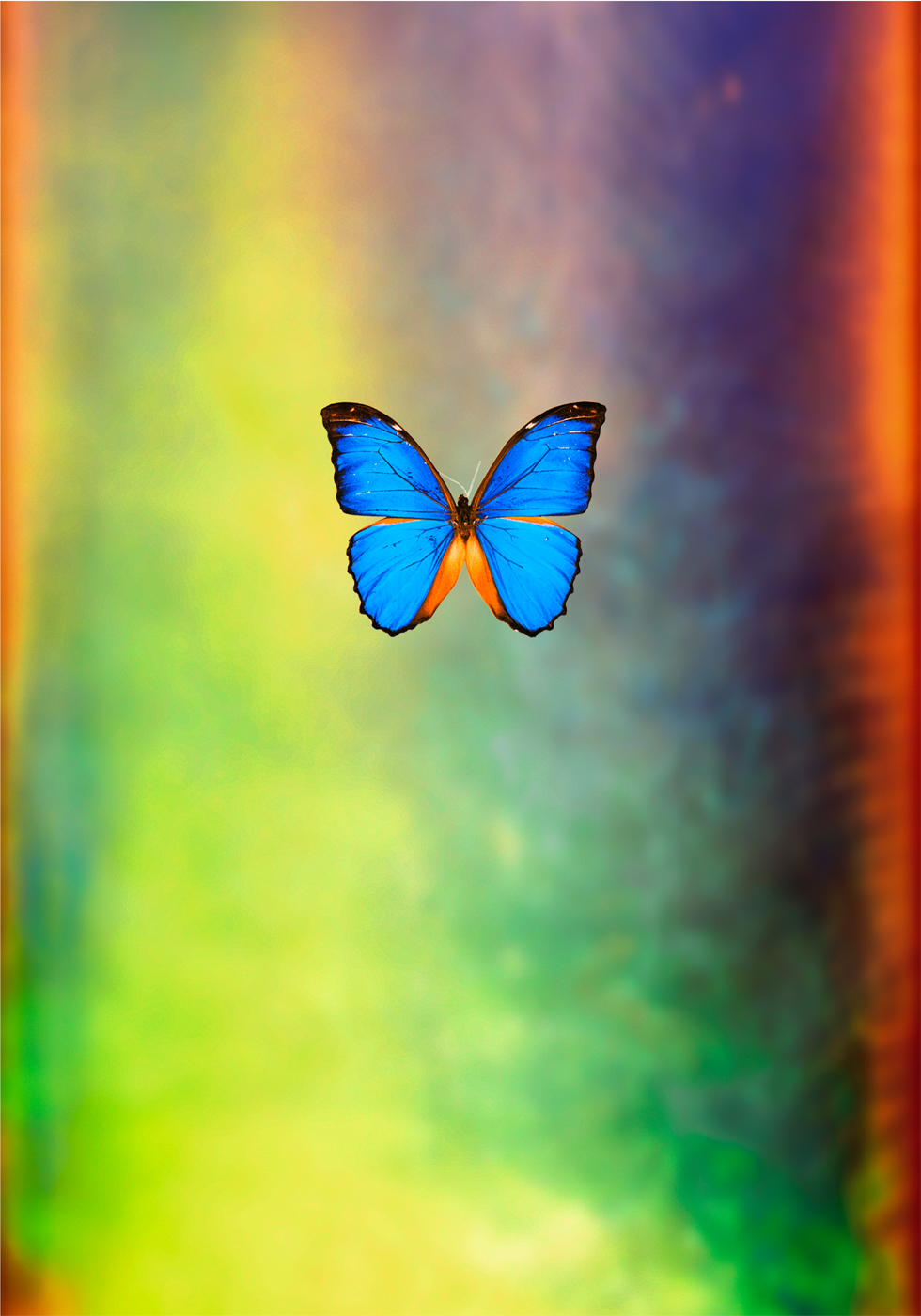 Butterfly Opal